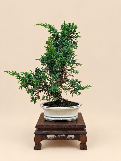 Juniperus chinensis 'Kyushu' - 7 éves fiatal kínai boróka bonsai