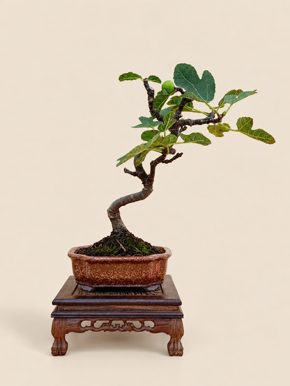 Ficus carica – 7 éves füge bonsai