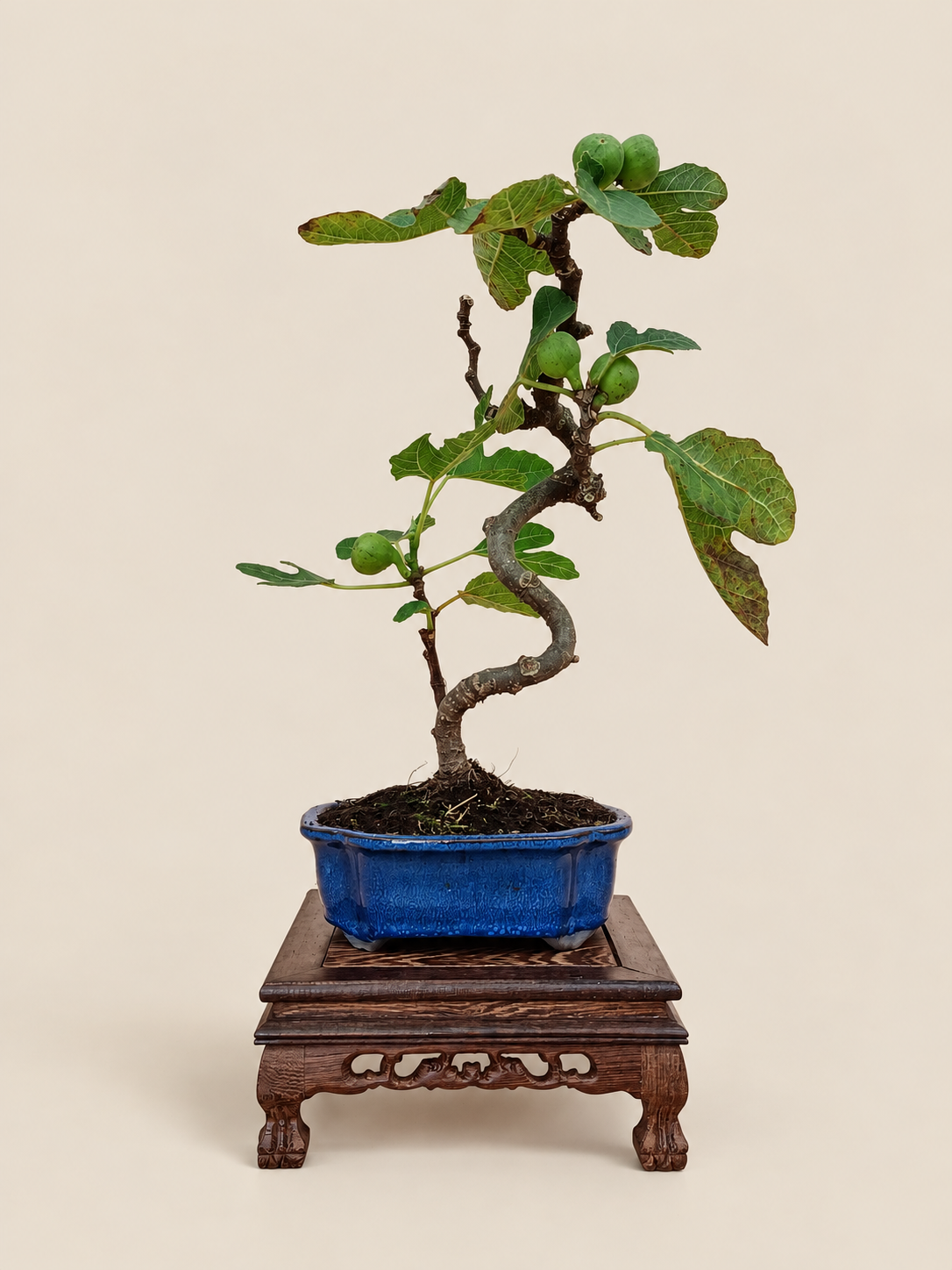 Ficus carica – 7 éves füge bonsai