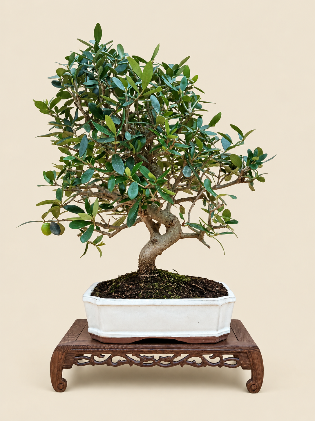 Olea europaea – 10 éves olajfa bonsai