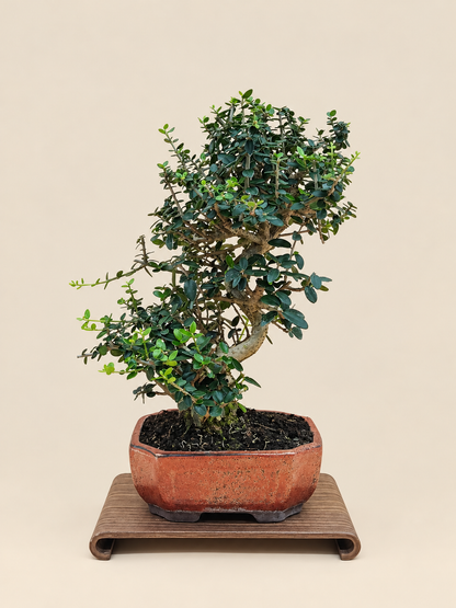 Olea europaea sylvestris – 9 éves vadolajfa bonsai