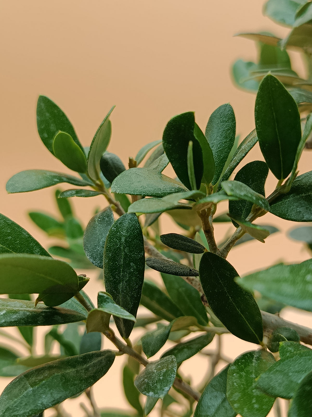 Olea europaea – 13 éves olajfa bonsai