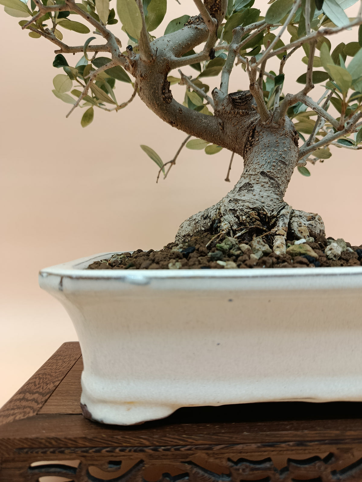 Olea europaea – 13 éves olajfa bonsai