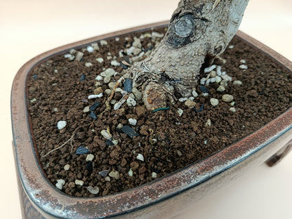 Olea europaea – 13 éves olajfa bonsai