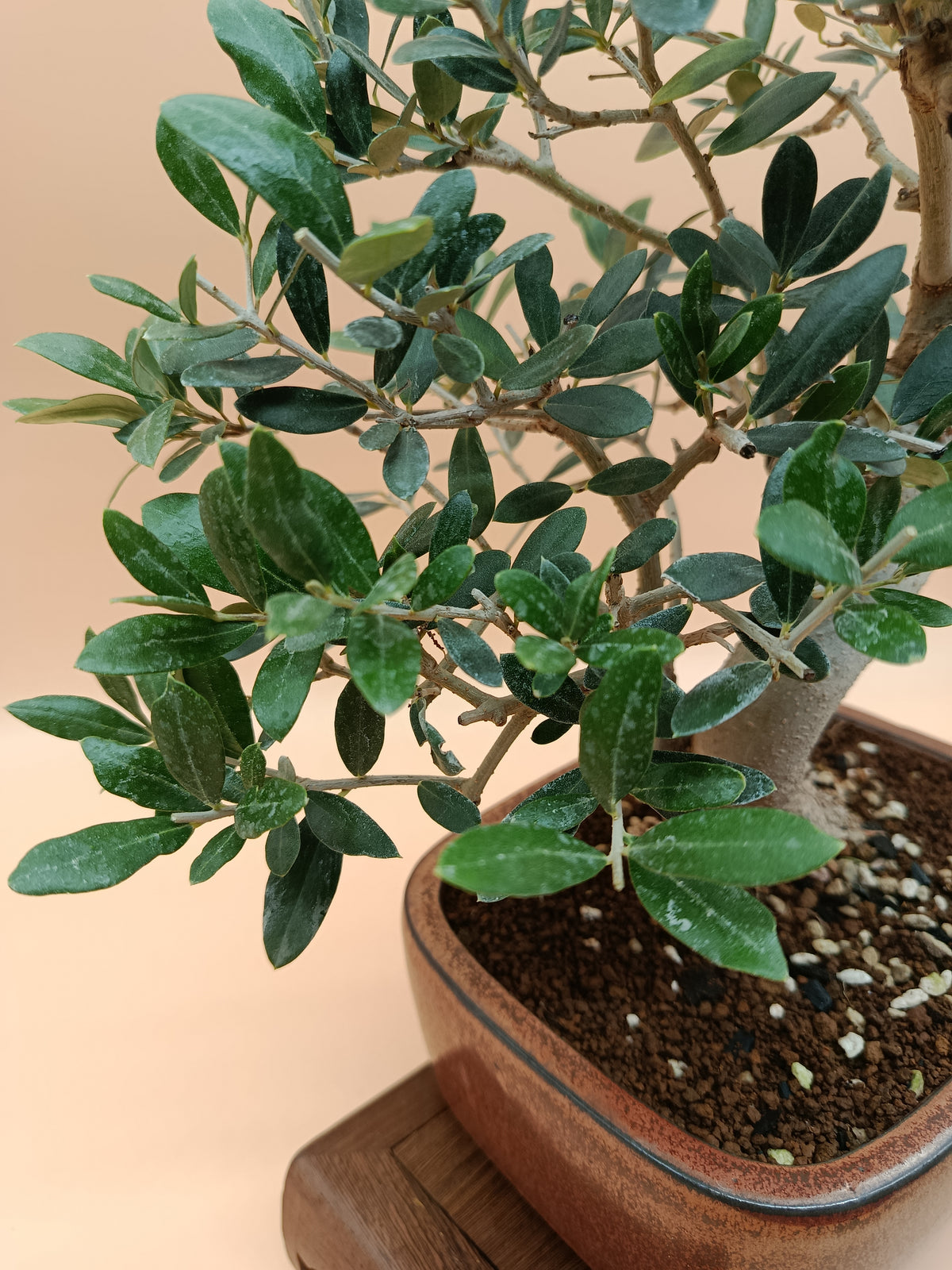 Olea europaea – 13 éves olajfa bonsai