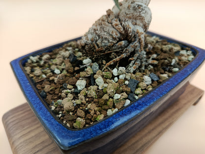 Olea europaea sylvestris – 10 éves vadolajfa bonsai