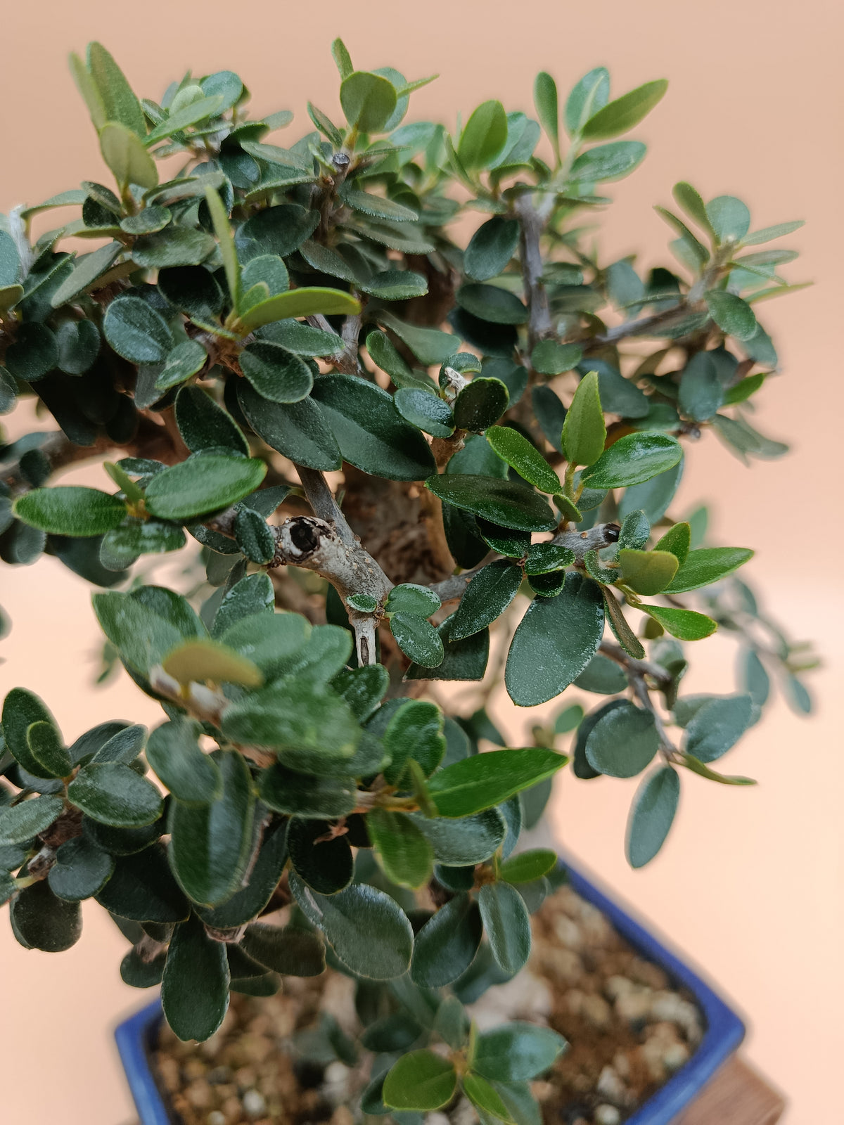 Olea europaea sylvestris – 10 éves vadolajfa bonsai
