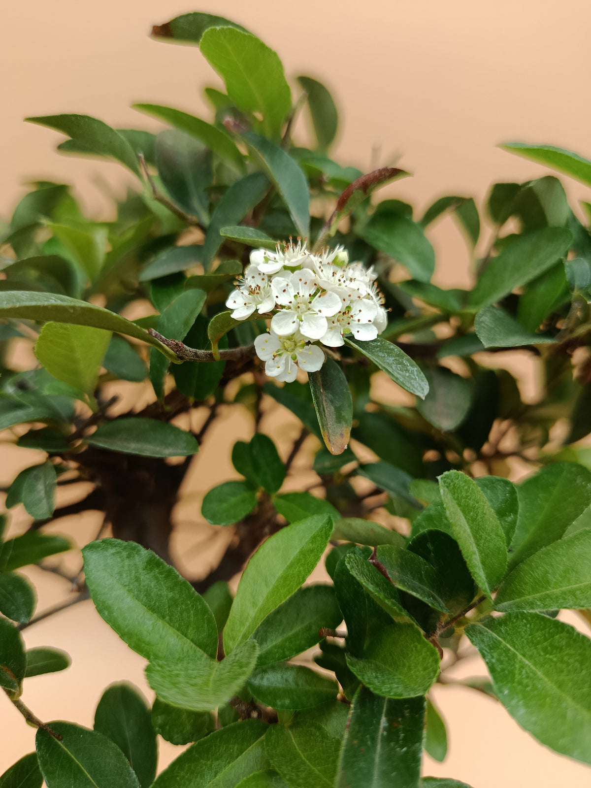 Pyracantha – 7 éves tűztövis bonsai