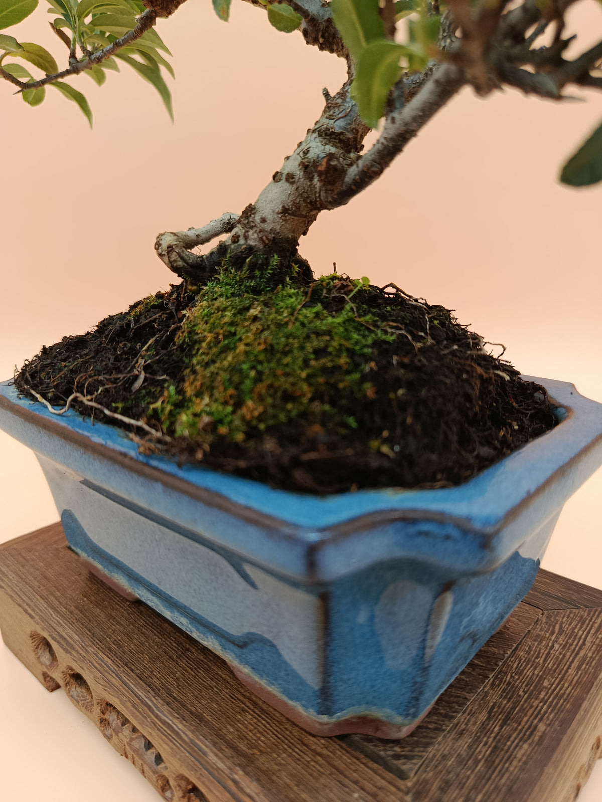 Pyracantha – 7 éves tűztövis bonsai