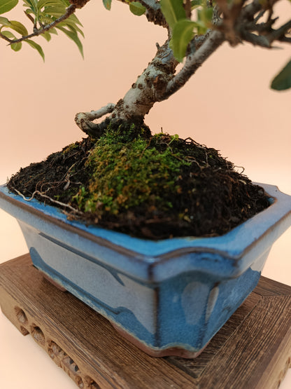 Pyracantha – 7 éves tűztövis bonsai