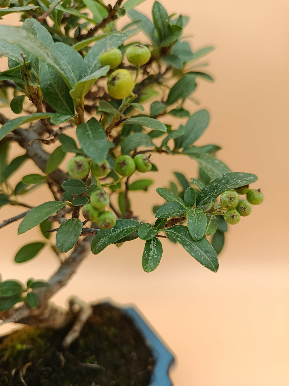 Pyracantha – 7 éves tűztövis bonsai