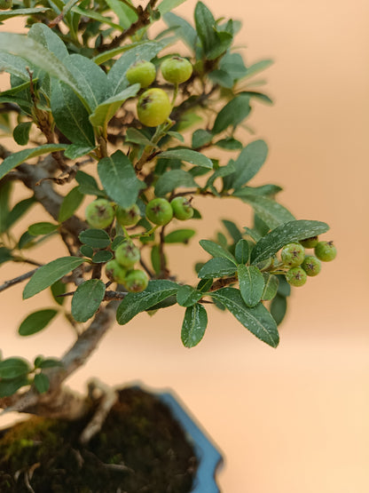 Pyracantha – 7 éves tűztövis bonsai