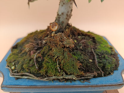 Pyracantha – 7 éves tűztövis bonsai