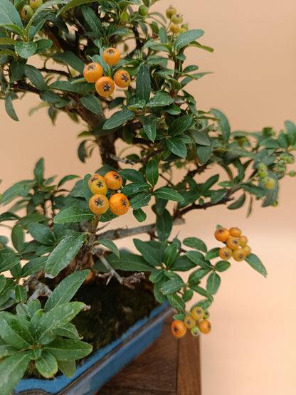 Pyracantha – 7 éves tűztövis bonsai