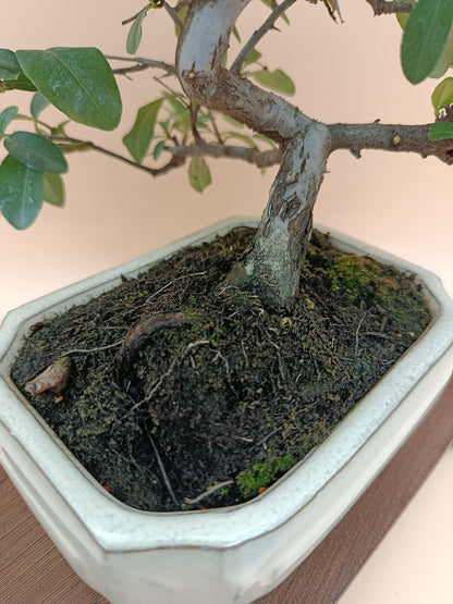 Pyracantha – 7 éves tűztövis bonsai