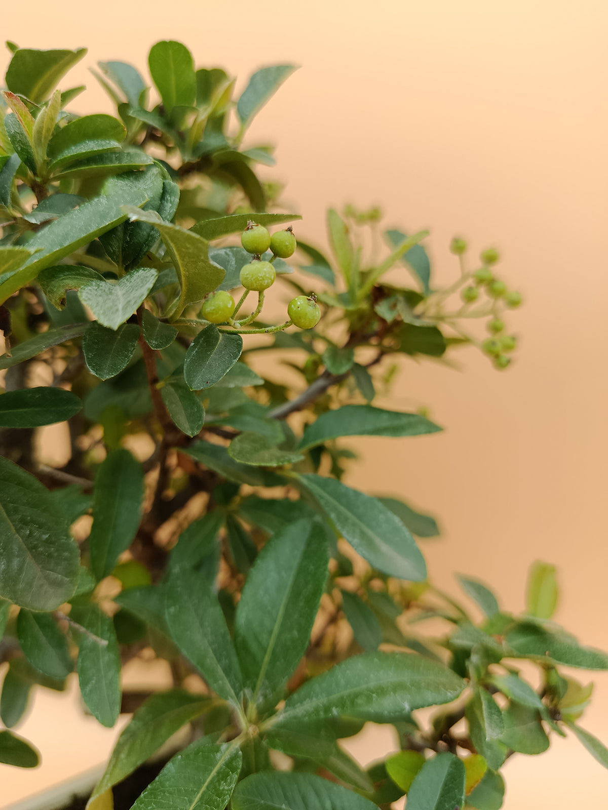 Pyracantha – 7 éves tűztövis bonsai