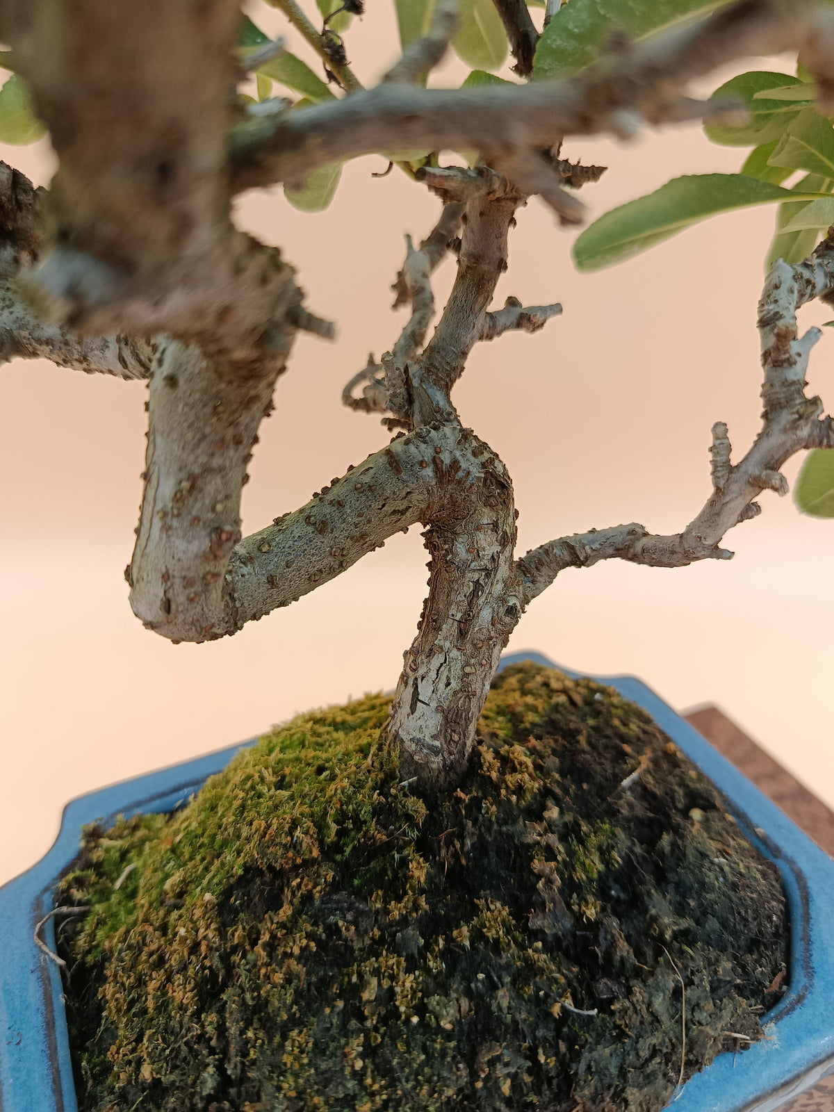 Pyracantha – 7 éves tűztövis bonsai