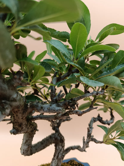 Pyracantha – 7 éves tűztövis bonsai