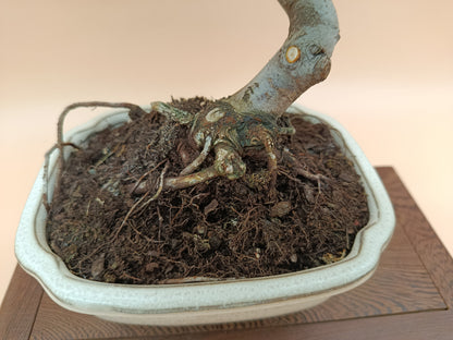 Malus spectabilis – 8 éves pompás díszalma bonsai