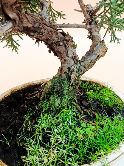 Juniperus chinensis 'Kyushu' - 10 éves kínai boróka bonsai