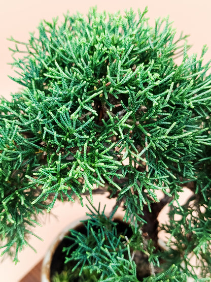 Juniperus chinensis 'Kyushu' - 10 éves kínai boróka bonsai