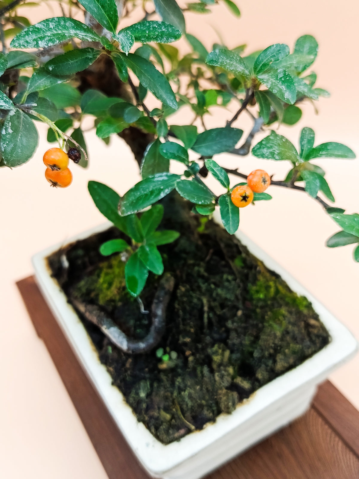 Pyracantha – 7 éves tűztövis bonsai