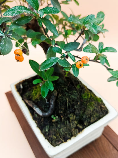 Pyracantha – 7 éves tűztövis bonsai