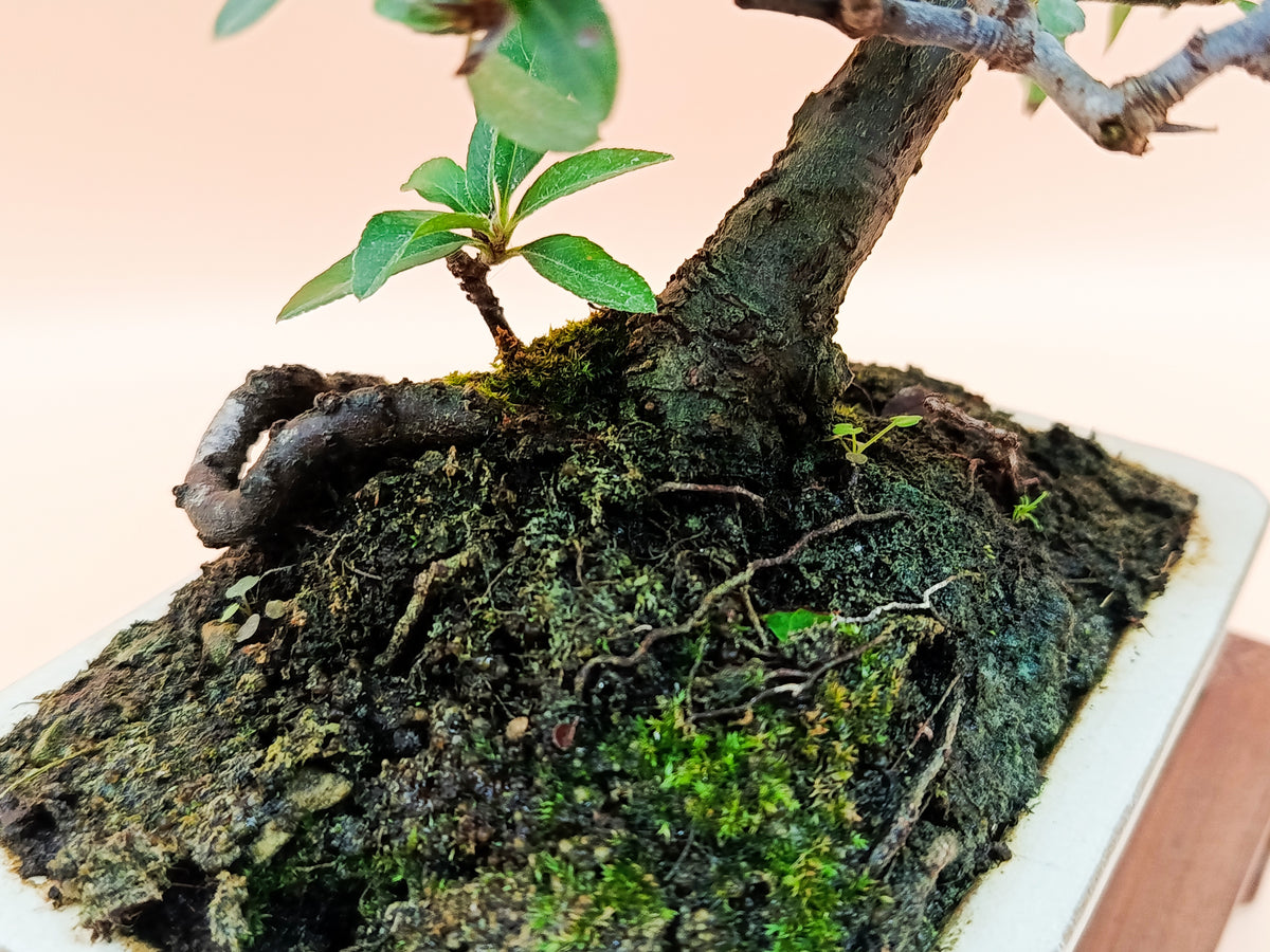 Pyracantha – 7 éves tűztövis bonsai