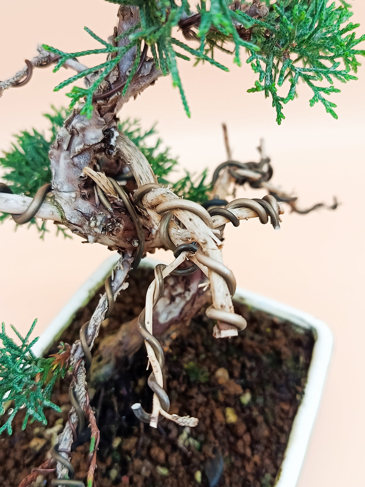 Juniperus chinensis 'Kyushu' - 10 éves kínai boróka bonsai