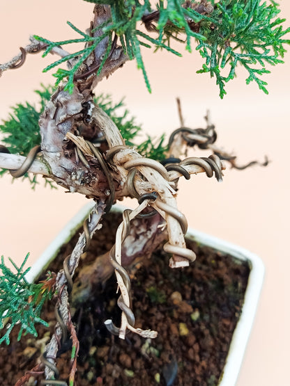 Juniperus chinensis 'Kyushu' - 10 éves kínai boróka bonsai