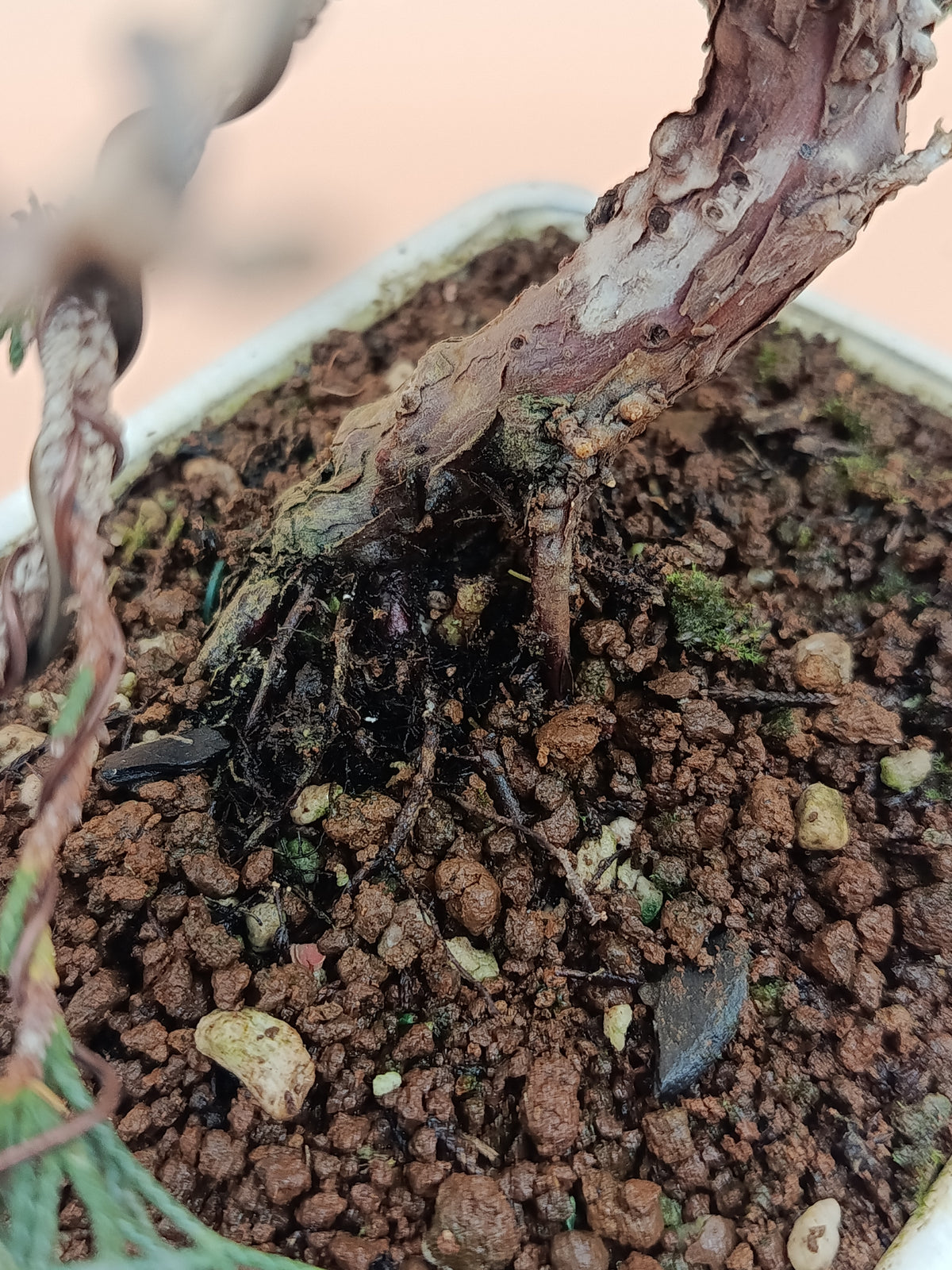 Juniperus chinensis 'Kyushu' - 10 éves kínai boróka bonsai