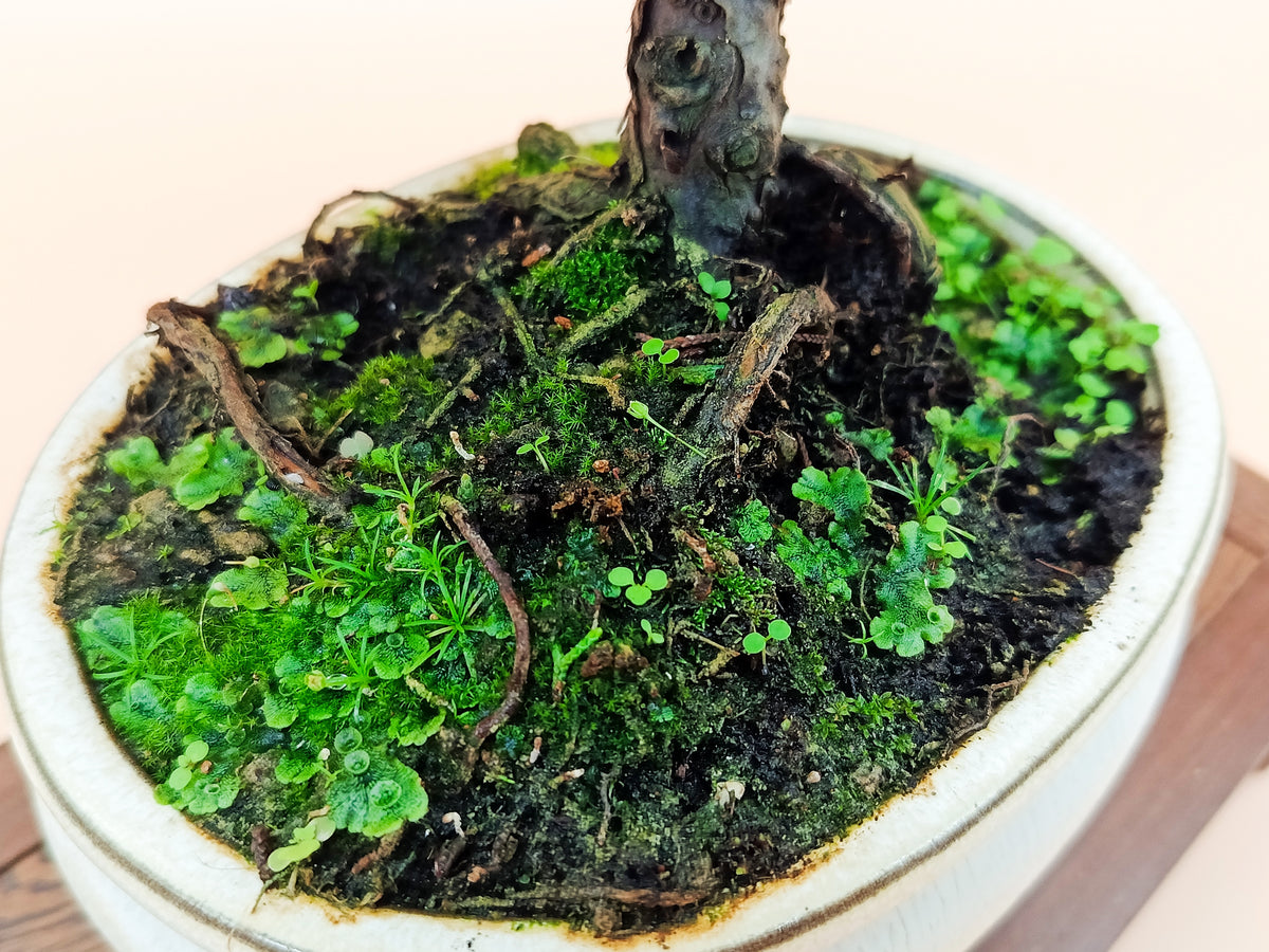 Juniperus chinensis 'Kyushu' - 10 éves kínai boróka bonsai