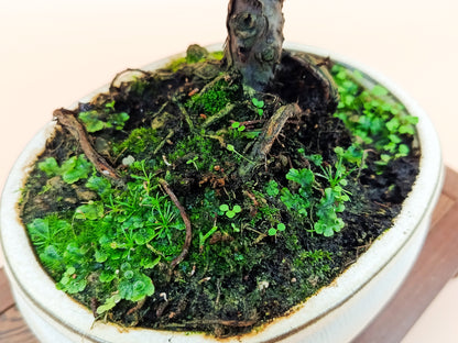 Juniperus chinensis 'Kyushu' - 10 éves kínai boróka bonsai