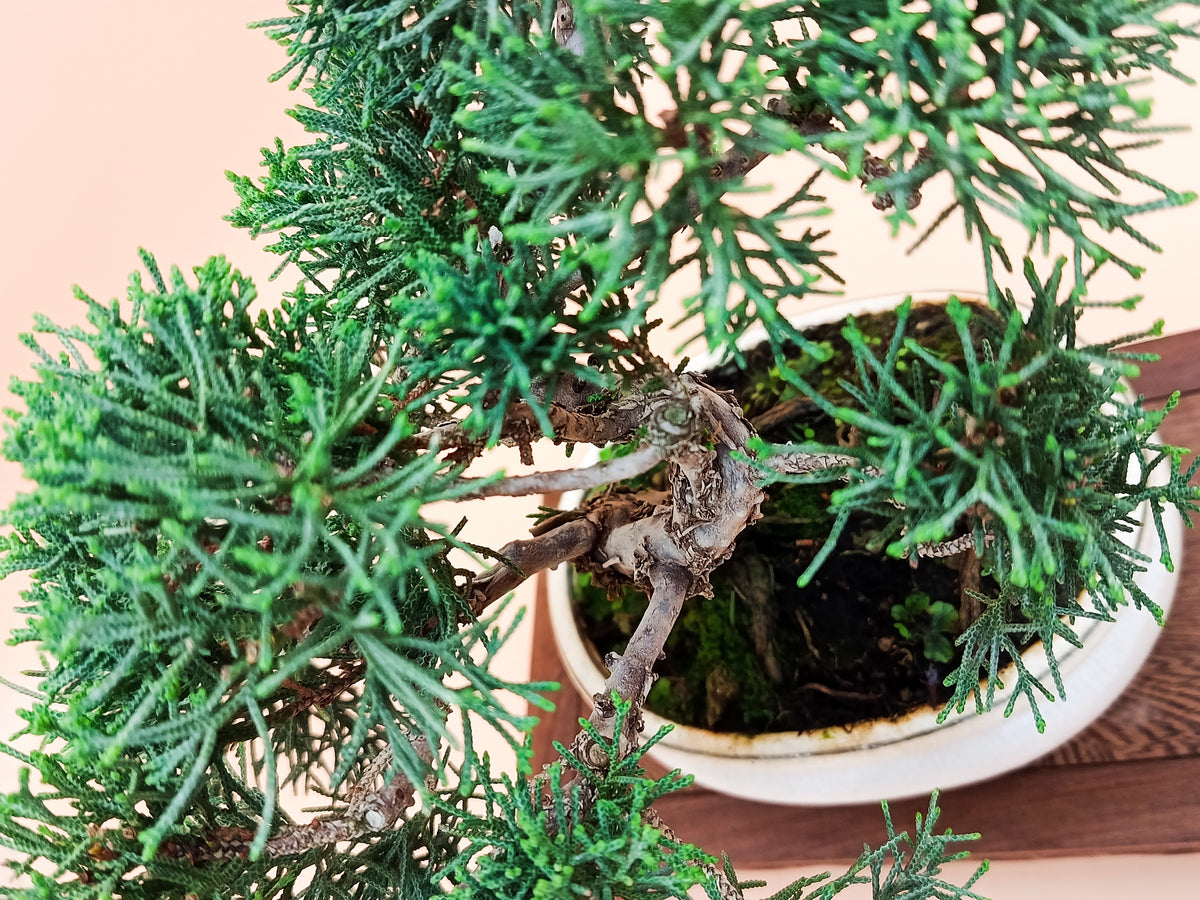 Juniperus chinensis 'Kyushu' - 10 éves kínai boróka bonsai