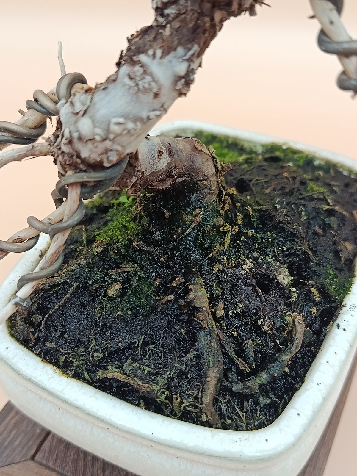 Juniperus chinensis 'Kyushu' - 8 éves kínai boróka bonsai
