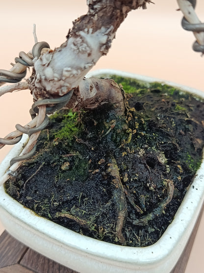 Juniperus chinensis 'Kyushu' - 8 éves kínai boróka bonsai