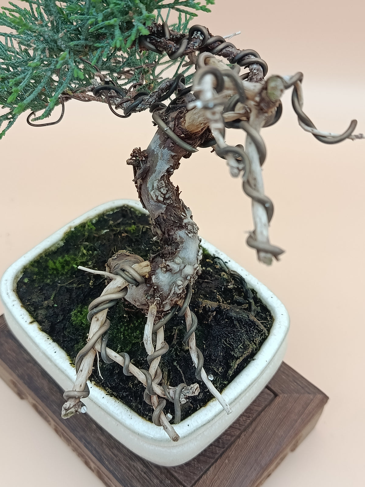 Juniperus chinensis 'Kyushu' - 8 éves kínai boróka bonsai