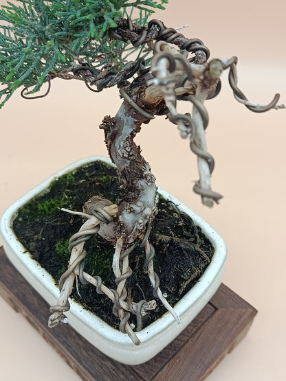 Juniperus chinensis 'Kyushu' - 8 éves kínai boróka bonsai