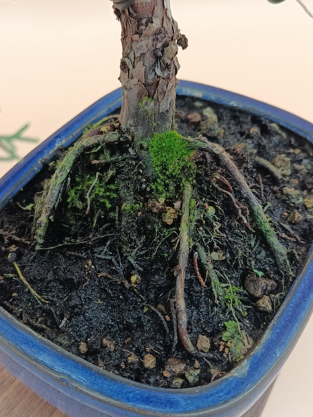 Juniperus chinensis 'Kyushu' - 10 éves kínai boróka bonsai