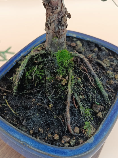 Juniperus chinensis 'Kyushu' - 10 éves kínai boróka bonsai