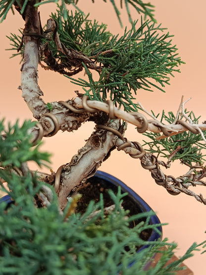 Juniperus chinensis 'Kyushu' - 10 éves kínai boróka bonsai