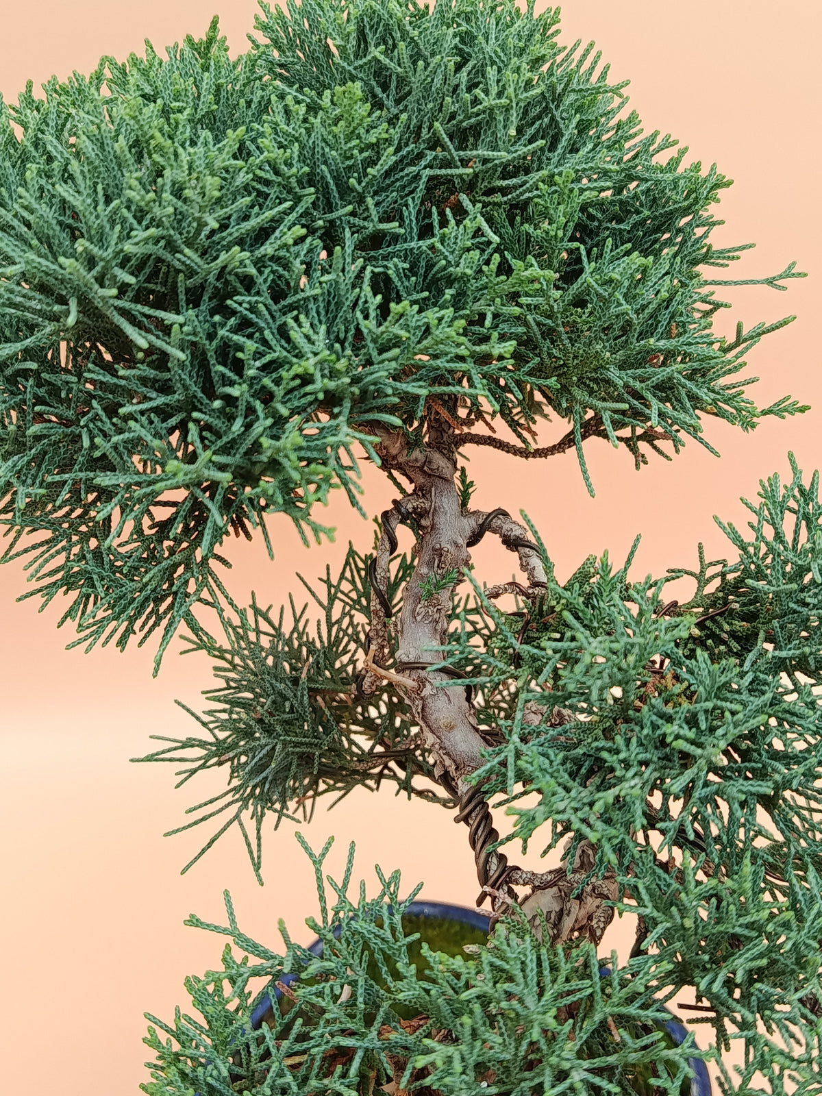 Juniperus chinensis 'Kyushu' - 10 éves kínai boróka bonsai