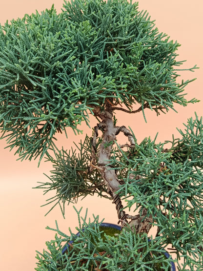 Juniperus chinensis 'Kyushu' - 10 éves kínai boróka bonsai