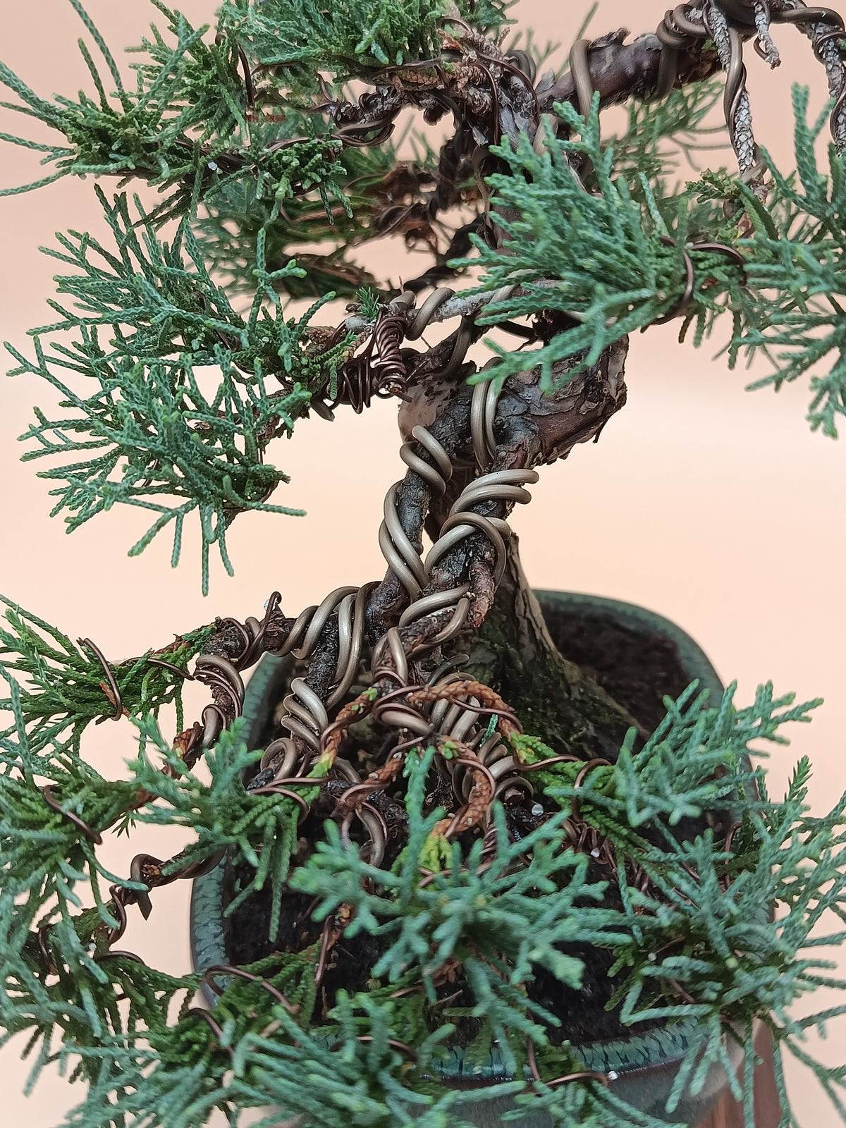 Juniperus chinensis 'Kyushu' - 10 éves kínai boróka bonsai