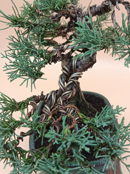 Juniperus chinensis 'Kyushu' - 10 éves kínai boróka bonsai