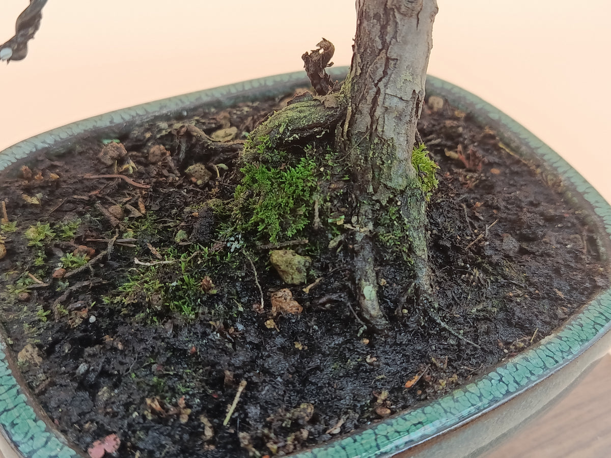 Juniperus chinensis 'Kyushu' - 10 éves kínai boróka bonsai