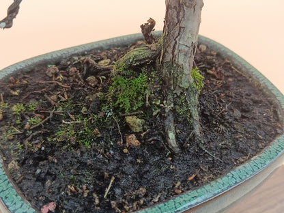Juniperus chinensis 'Kyushu' - 10 éves kínai boróka bonsai