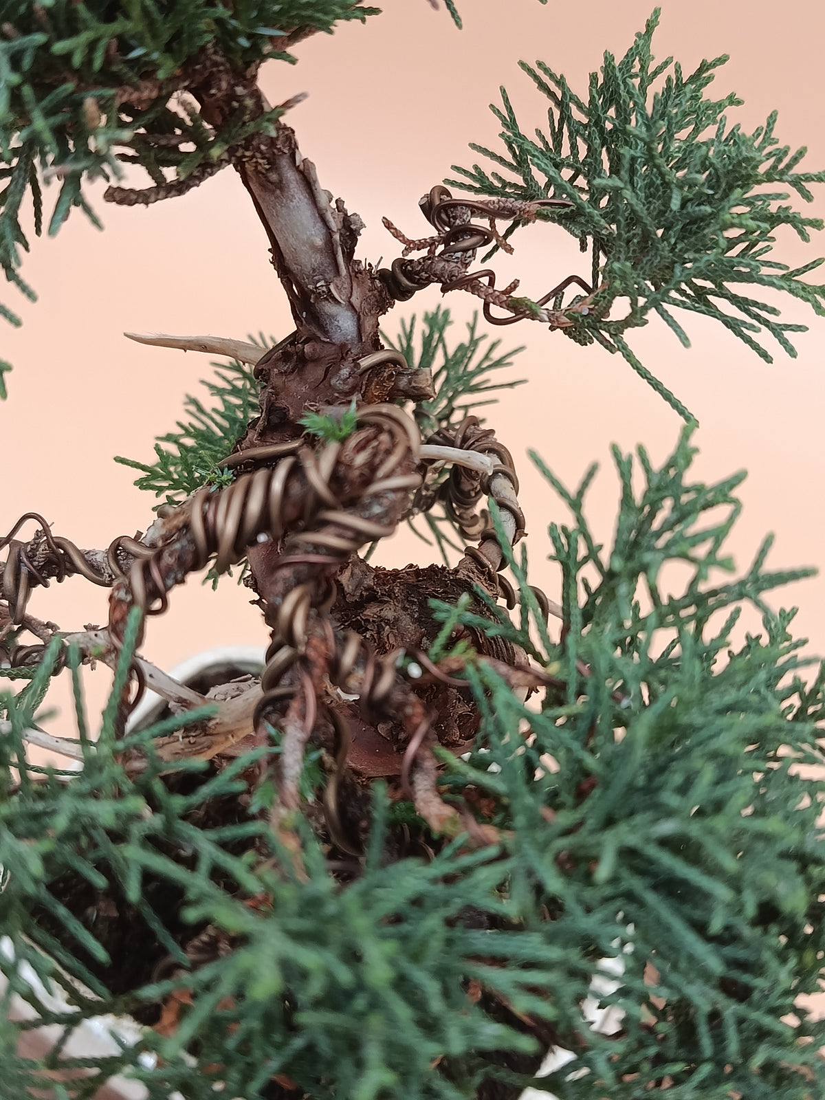 Juniperus chinensis 'Kyushu' - 8 éves kínai boróka bonsai