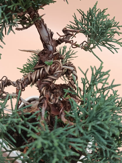 Juniperus chinensis 'Kyushu' - 8 éves kínai boróka bonsai