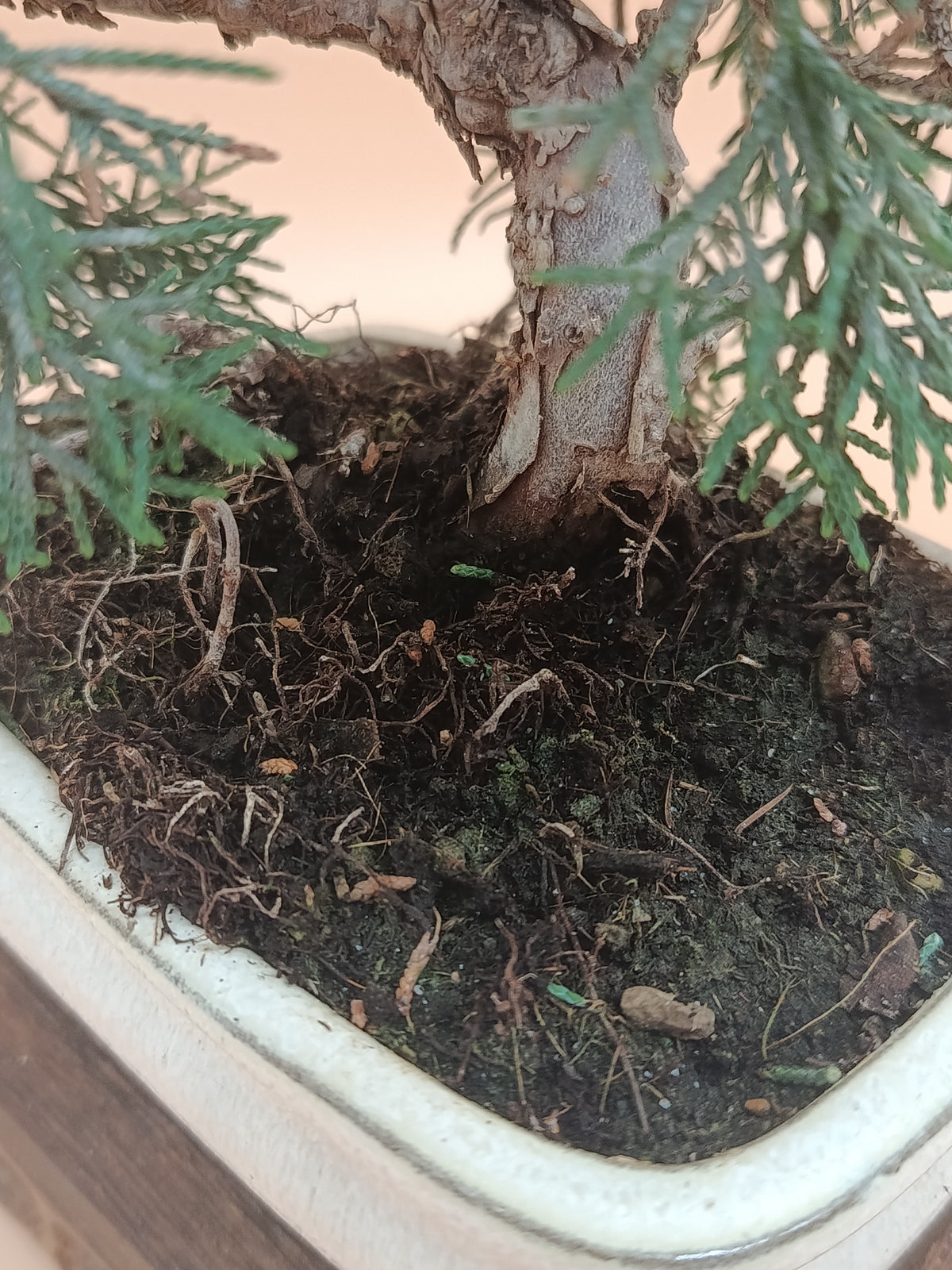 Juniperus chinensis 'Kyushu' - 8 éves kínai boróka bonsai